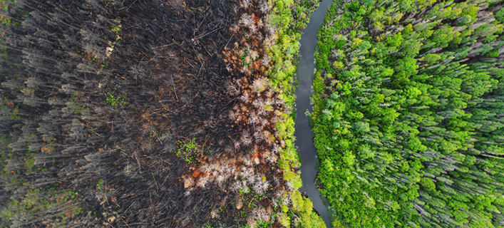 A road dividing a lush forest and burned forest